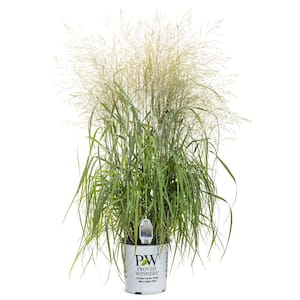 2 gal. Prairie Winds Niagara Falls Grass Plant