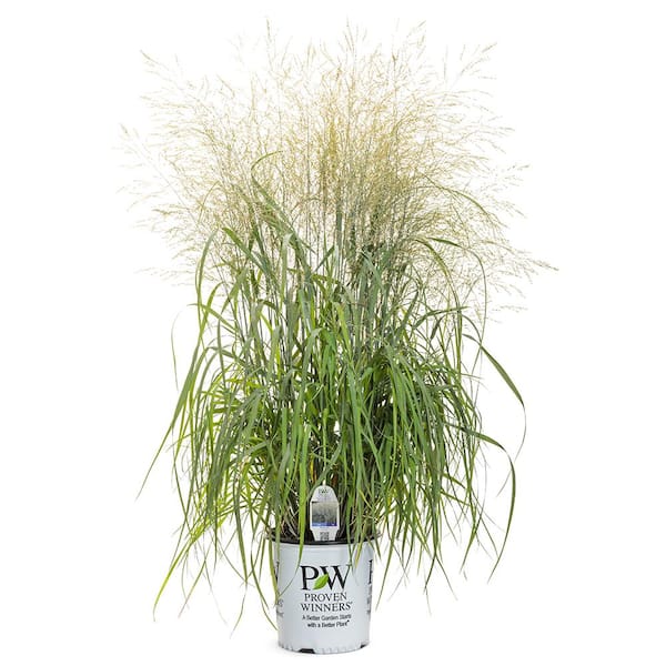 PROVEN WINNERS 2 gal. Prairie Winds Niagara Falls Grass Plant