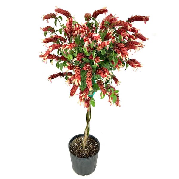 Wekiva Foliage Shrimp Tree - Live Plant in a 10 in. Growers Pot - Justicia Brandegeeana - Rare and Exotic Ornamental Flowering Shrub