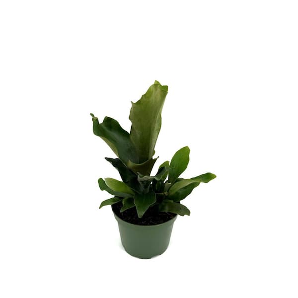6 in. Staghorn Fern Plant in Grower Pot