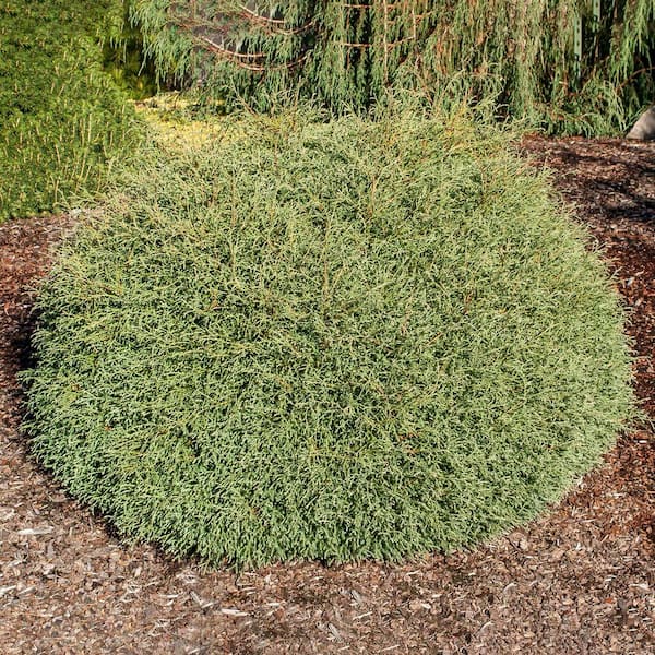 DIRECT GARDENING 1 Gal. Pot, Mister Bowling Ball Arborvitae Bush