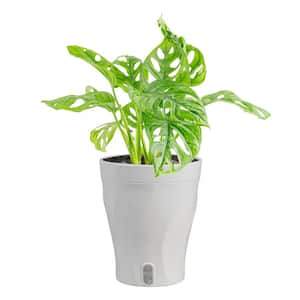 where to buy peace lily plant Peace Lily Plant