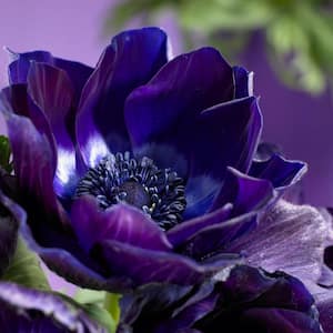 Wind Flowers Anemones Darkest Blue Set of 10 Bulbs