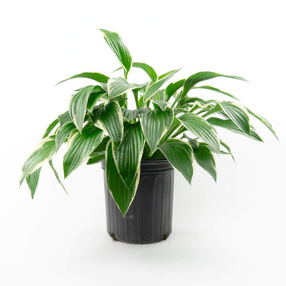 2 Gal. Francess Hosta, Live Perennial Plant, Forest Green with White Foliag