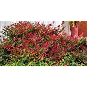 3 Gal. Obsession Nandina Multicolor Live Evergreen Shrub with Red-Green Foliage