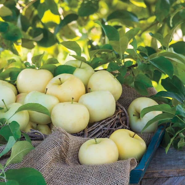 Garden Sweet Organic Granny Smith Apple, 4 count, 20 oz