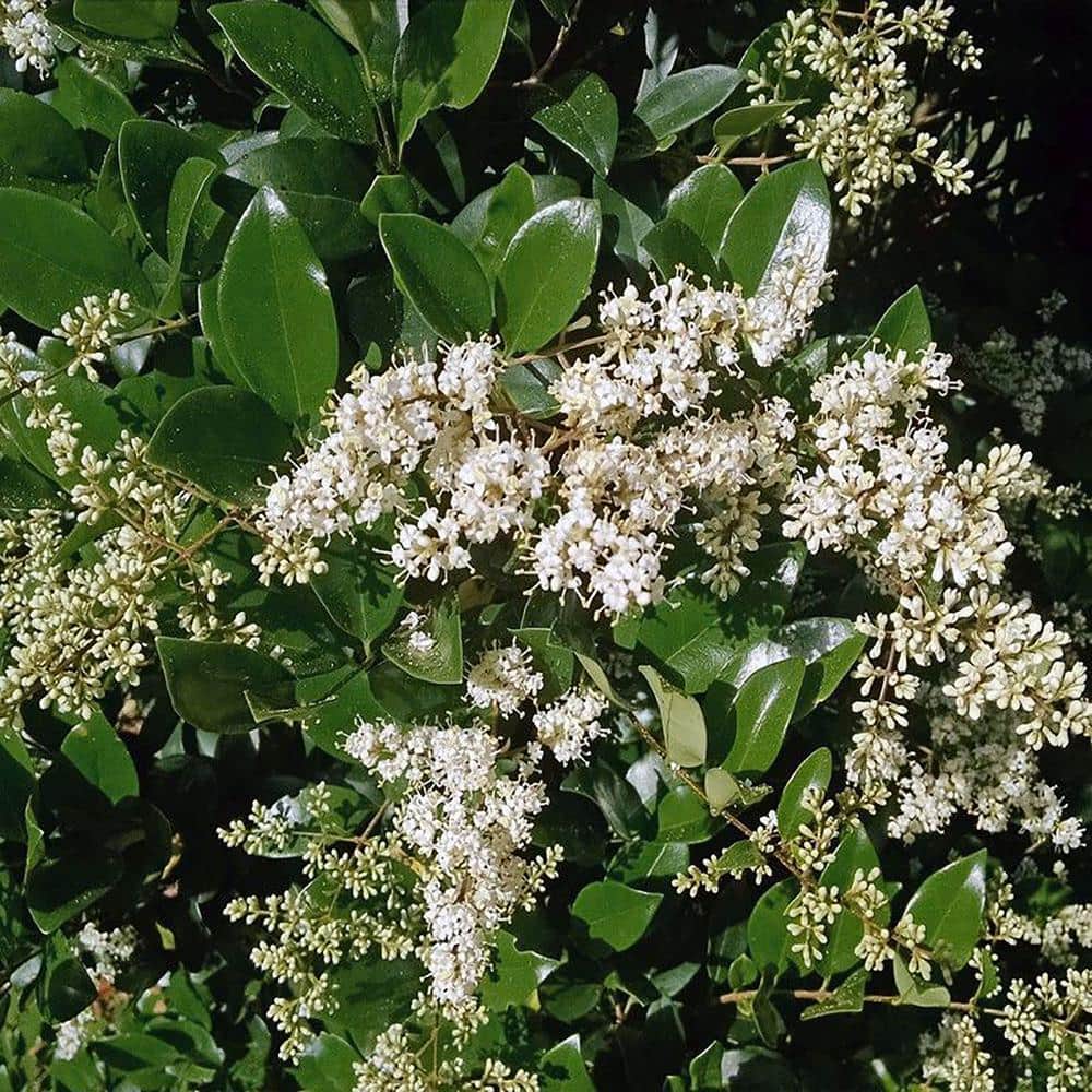 2.25 Gallon Green Ligustrum Recurvifolium Evergreen Shrub