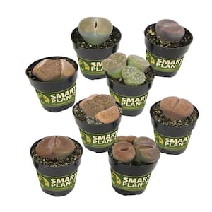 Living Stones (Lithops) Pet Safe Succulent Plant in 2.5 in. Grower Pot (8-Pack)