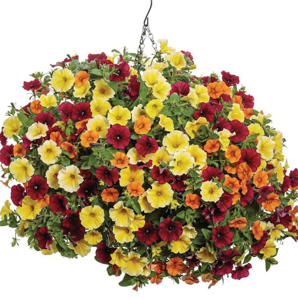 Proven Winners 4.25 in. Eco+ Grande Supertunia Saffron Finch