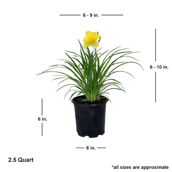 FLOWERWOOD 2.5 Qt. Happy Returns Daylily, Live Perennial Plant