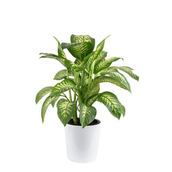 Costa Farms Dieffenbachia Indoor Plant in 10 in. White Decor Planter, Avg. Shipping Height 2-3 ft. Tall