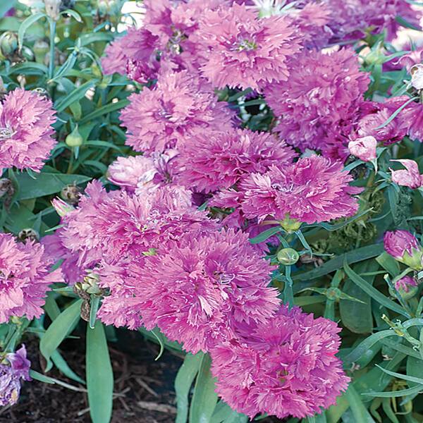 2.5 Qt. Sunflor Faganza Purple Dianthus Carnation Plant60829 The