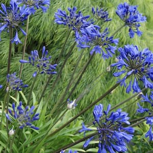 2.5 Qt. Little Blue Fountain Agapanthus With Deep Blue Flowers, Live Perennial Plant