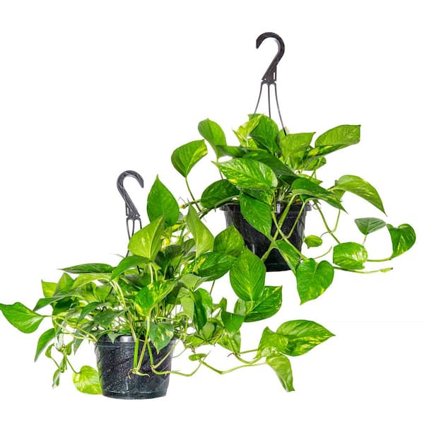 Reviews For Perfect Plants Golden Pothos Devil S Ivy In 8 In Hanging Basket 2 Pack Thd The Home Depot
