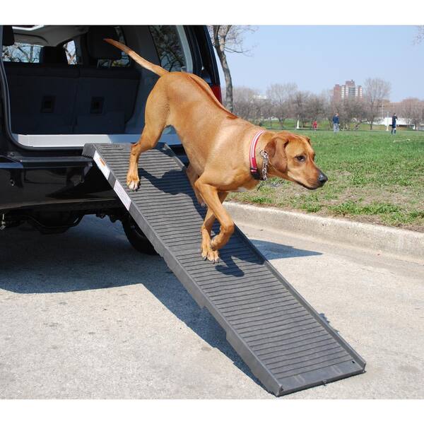 cat climbing tower amazon