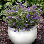 2.5 qt. Buddleia Lochinch Flowering Shrub with Lavender-Blue Flowers