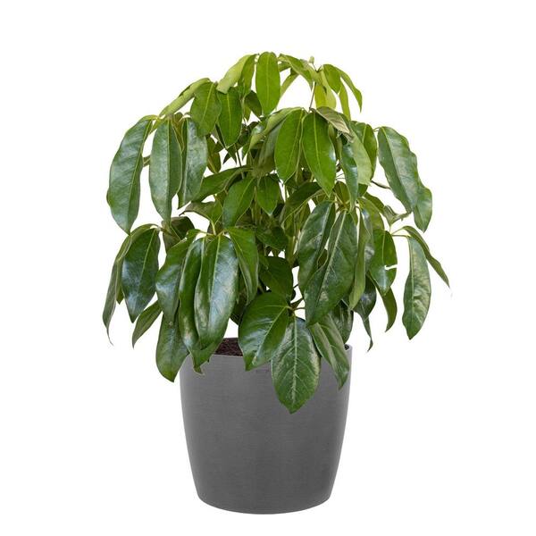 United Nursery Umbrella Tree Schefflera Amate Live Indoor Outdoor Plant