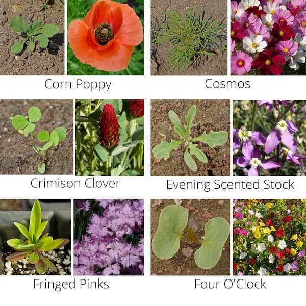 Home Grown Wildflower Seeds - Premium Flower Seeds [1/4 Pound] Perennial Garden Seeds for Attracting Birds & Butterflies - Flower Seeds for
