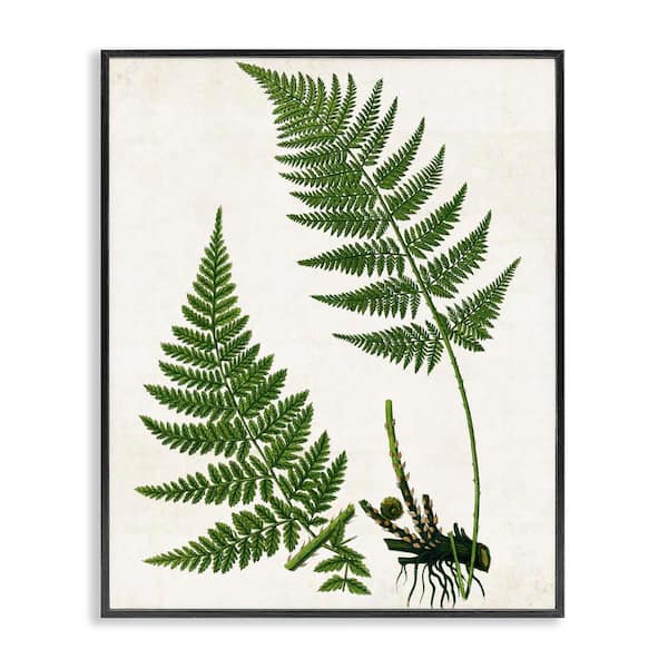Stupell Industries Two Ferns Nature Study by Susan Arnot Black Framed Nature Giclee Art Print 14 in. x 11 in.