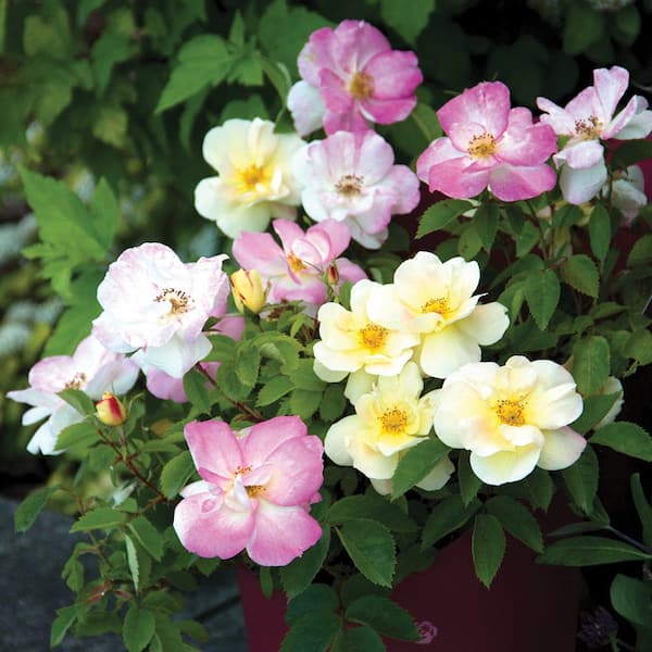 1 Gal. Peach Lemonade Rose Live Shrub, Lemon Yellow-White and Blush Pink Flowers