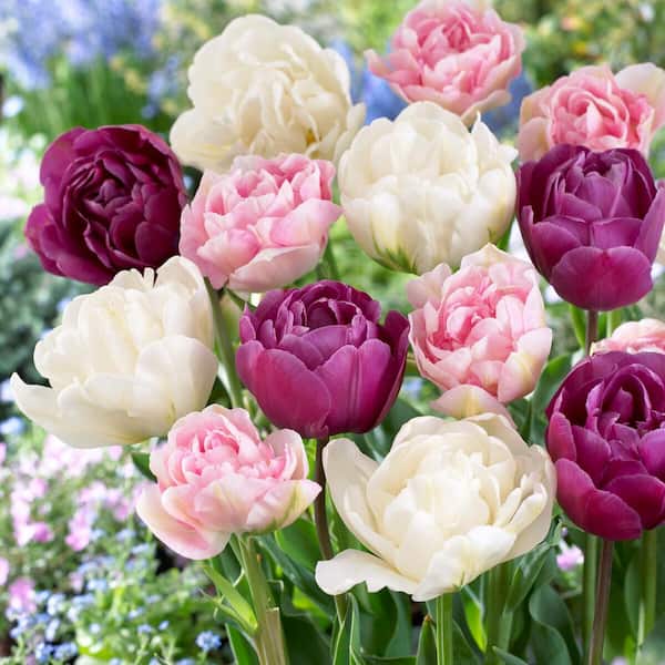 Garden State Bulb 12/+ cm, Double Dutch Mix Double Late Tulip Flower Bulbs (Bag of 50)
