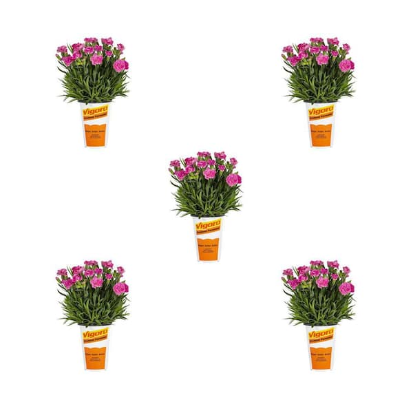 Vigoro 1.5 pt. Pink Dianthus Constant Beauty Crush Perennial Plant (5-Pack)