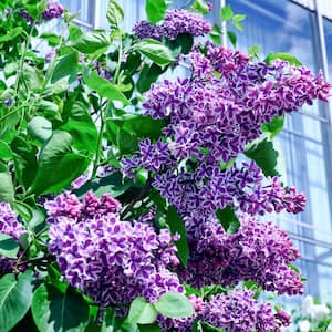 1 Gal. Syringa Purple Lilac Sensation Shrub with Purple Flowers