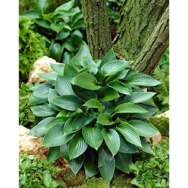 Vigoro 1 Gal Stained Glass Hosta Plant 7058 The Home Depot