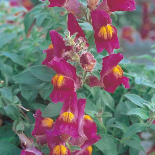 ALTMAN PLANTS 4 IN. Snapdragon Plant with Assorted Flowers in Grower Pot