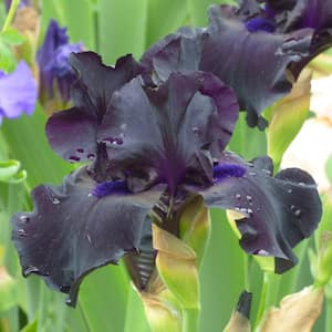 Bearded Iris 4 in. Liners Ghost Train Starter Plants (Set of 3)