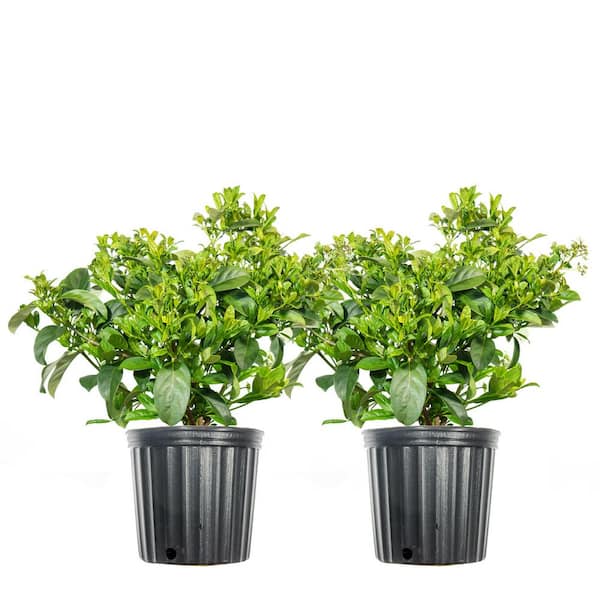 Unbranded 3 Gal. Flowering Sweet Viburnum Shrub (2-Pack)