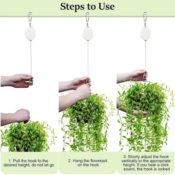 large money tree plant Money Tree Plant | Plant Gifts