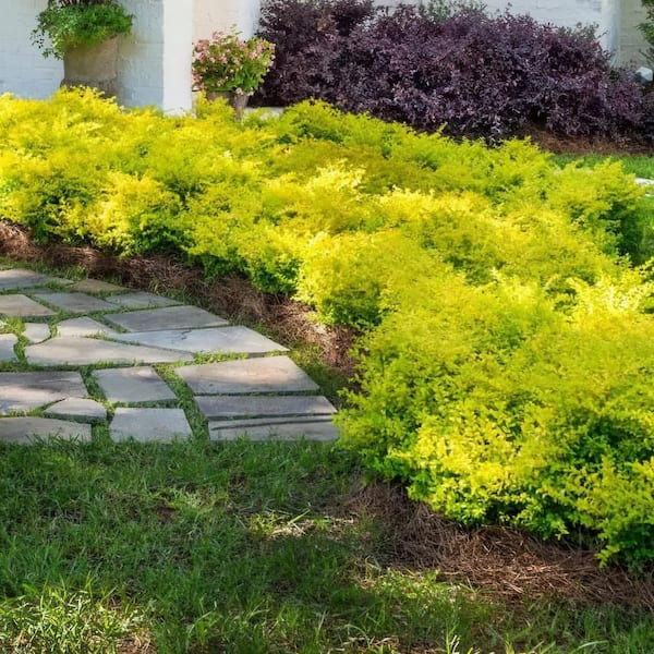 national PLANT NETWORK 3 gal. Sunshine Ligustrum Shrub