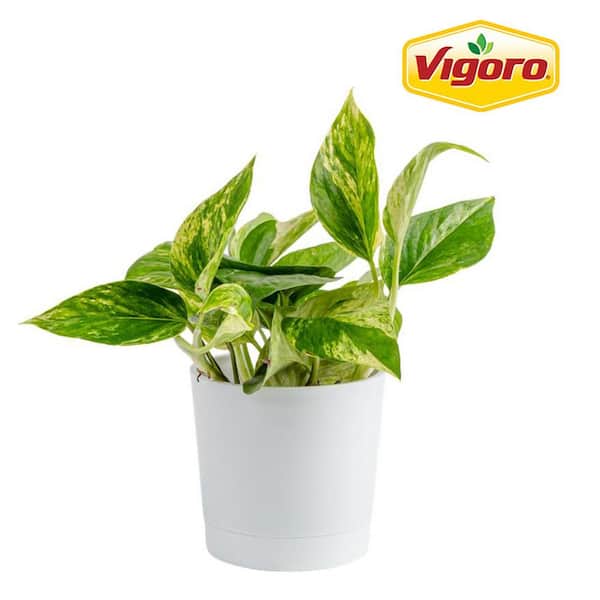 Vigoro Grower's Choice Pothos Indoor Plant in 4 in. Decor Planter, Avg. Shipping Height 8 in. Tall