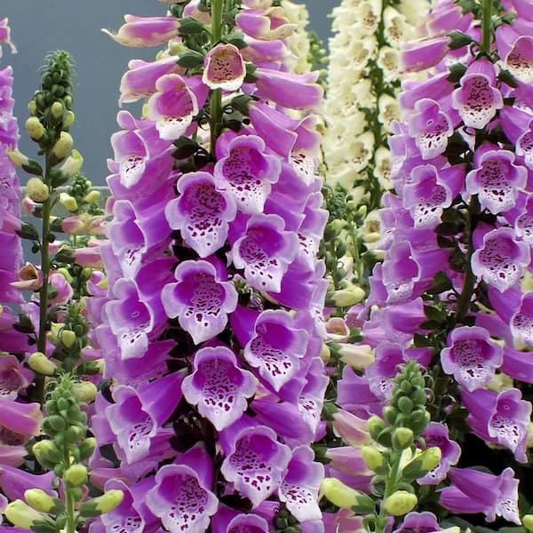 ALTMAN PLANTS Digitalis Foxglove Plant #2 1000039479 - The Home Depot