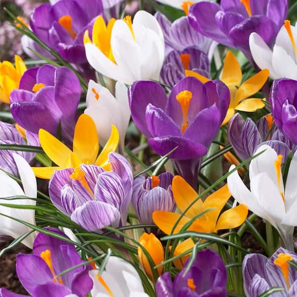 VAN ZYVERDEN Crocus Large Flowering Blend Set of 8 Bulbs