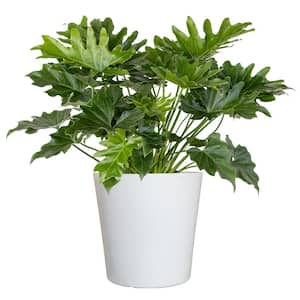 Philodendron Selloum Shangri La Live Plant in 10 inch White Decor Pot