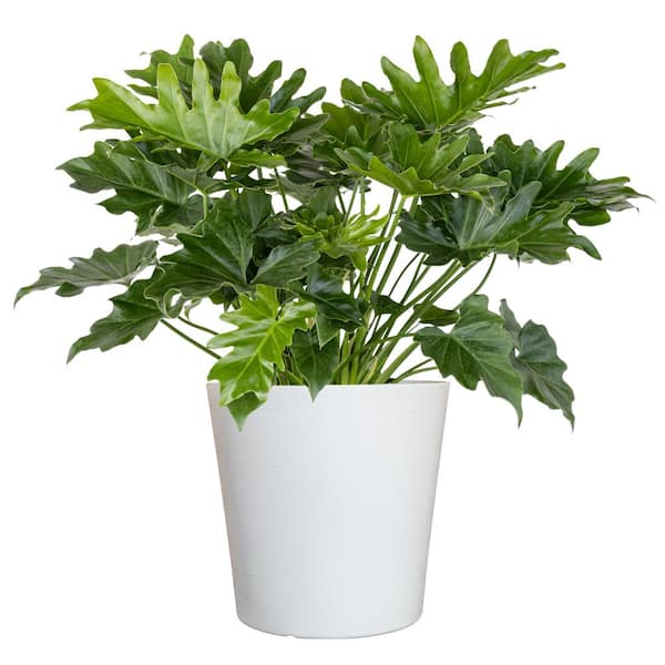 United Nursery Philodendron Selloum Shangri La Live Plant in 10 inch White Decor Pot