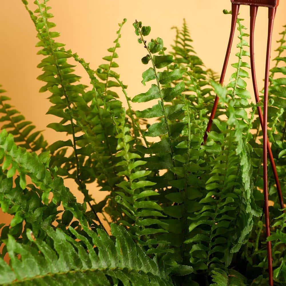 Large Green Fern in Brown Hanging Grower Pot
