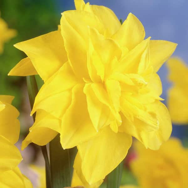 VAN ZYVERDEN Daffodils Golden Ducat (Set of 12 Bulbs)