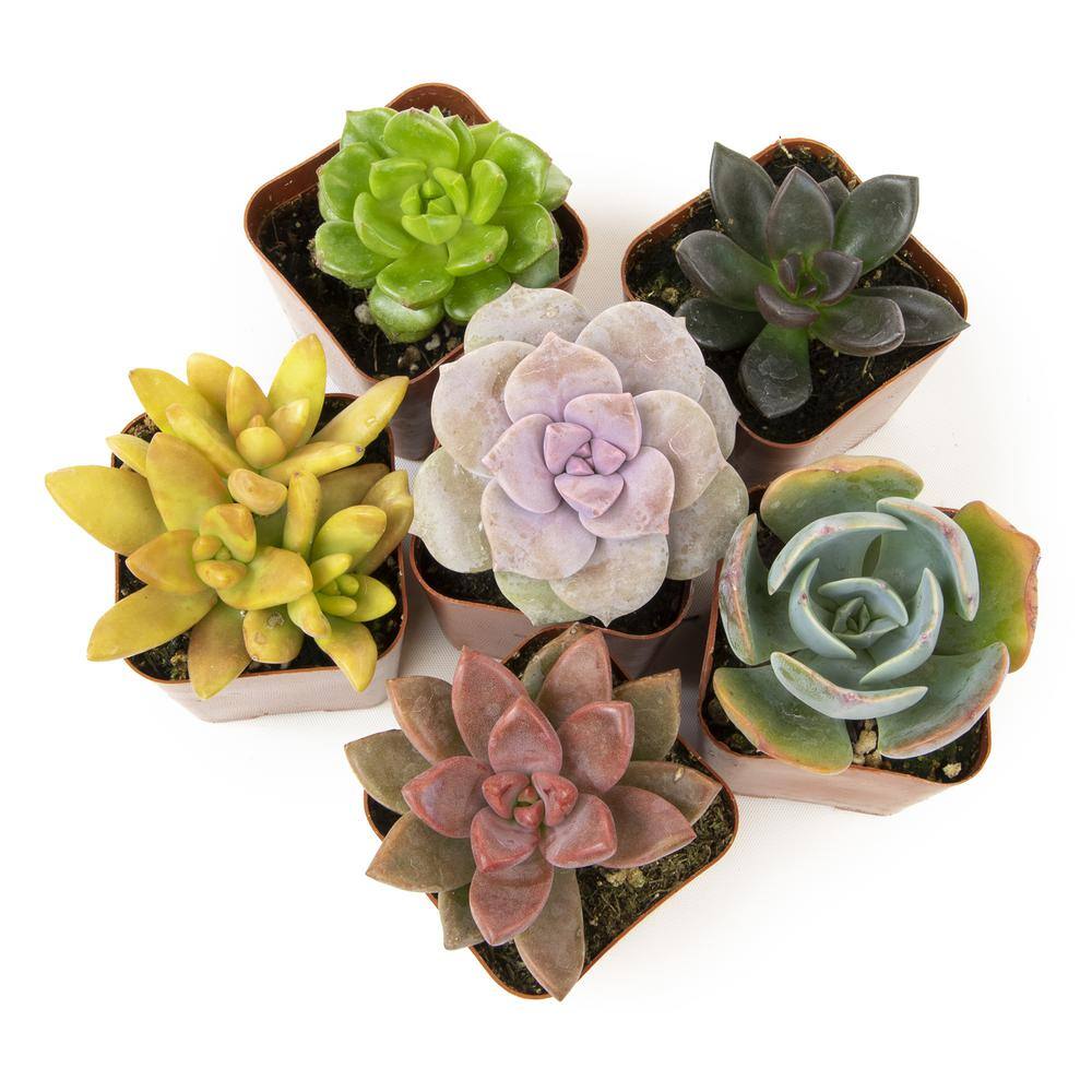 6-Pack Multicolor Mini Succulents in Plastic Pots for Indoor/Outdoor Decor