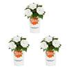 SunPatiens 2 Qt. White SunPatiens Impatiens Outdoor Annual Plant with White-Cream Flowers (3-Pack) 5093
