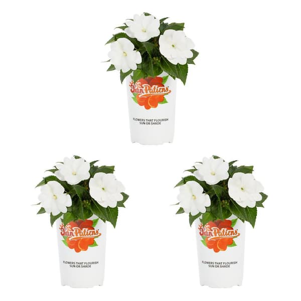 2 Qt. White SunPatiens Impatiens Outdoor Annual Plant with White-Cream Flowers (3-Pack)