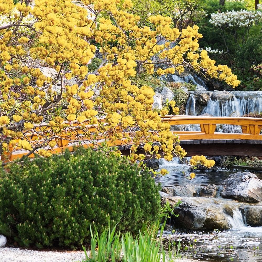 national PLANT NETWORK 2 Gal. Magnolia Butterflies Tree with Yellow Blooms (1-Plant) HD1346