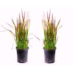 1 Gal. Japanese Blood Grass With Striking Bright Red Color (2-Pack)