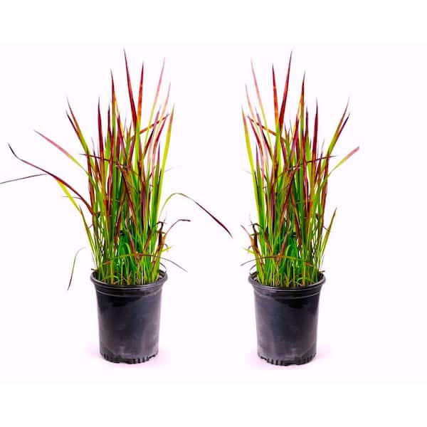 Unbranded 1 Gal. Japanese Blood Grass With Striking Bright Red Color (2-Pack)
