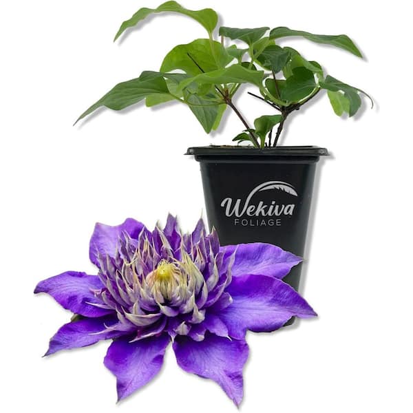 Clematis Multi Blue-Live Starter Plant in a 2 Inch Growers Pot-Starter Plants Ready for The Garden