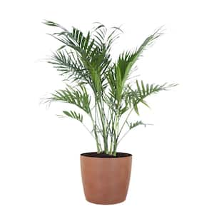Cat Palm Live Indoor Outdoor Plant in 10 in. Premium Ecopots Terracotta