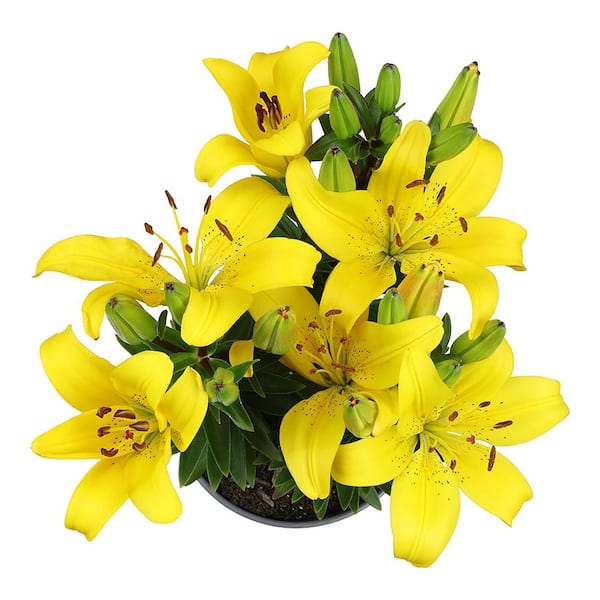 ALTMAN PLANTS 2.6 QT. #1 Asiatic Lily Perennial Plant with Yellow