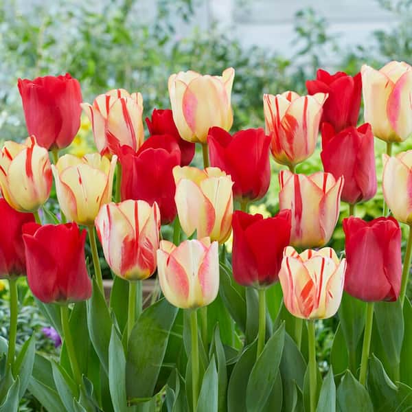 Garden State Bulb 12/+ cm, Spryng Break Blend Triumph Tulip Bulbs (Bag of 100)